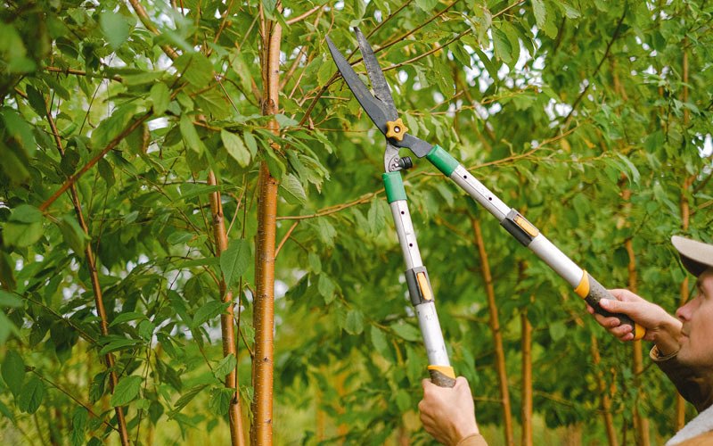 Tree trimming in Mulberry, IN